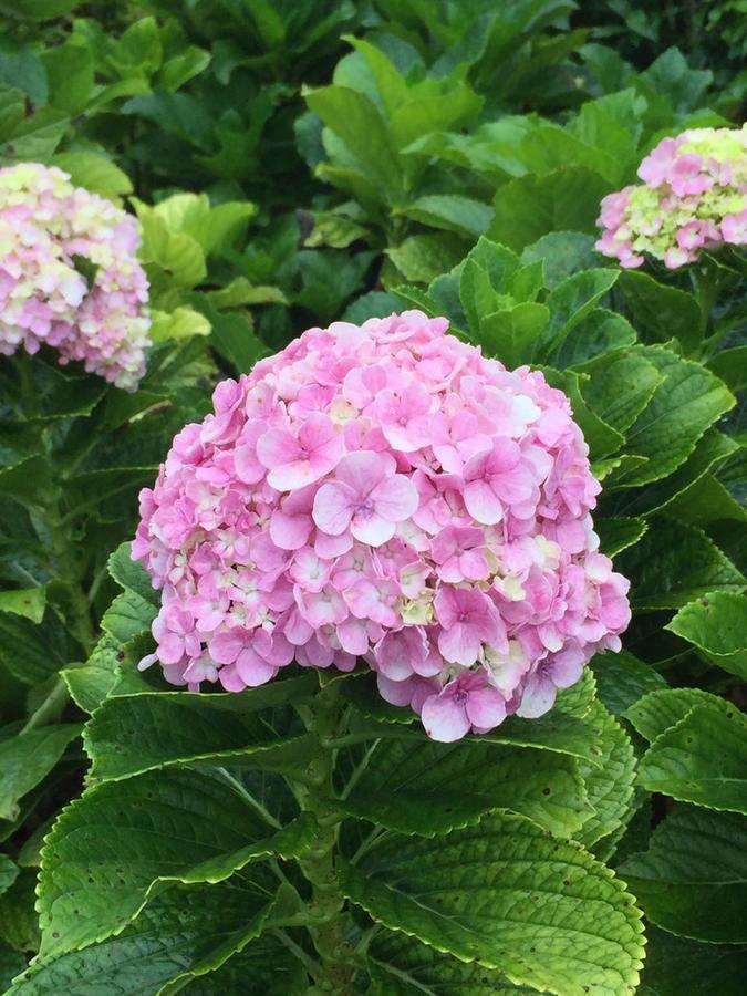 Chale Das Montanhas Hotel *